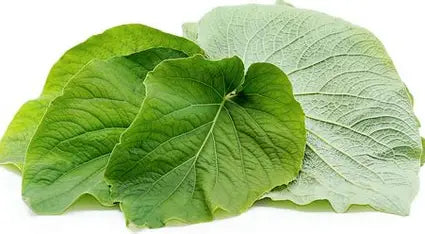 Hoja Santa 0.25 oz