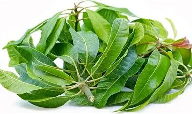 Mango Leaves 0.25 oz